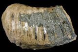 Partial Southern Mammoth Molar - Hungary #149860-1